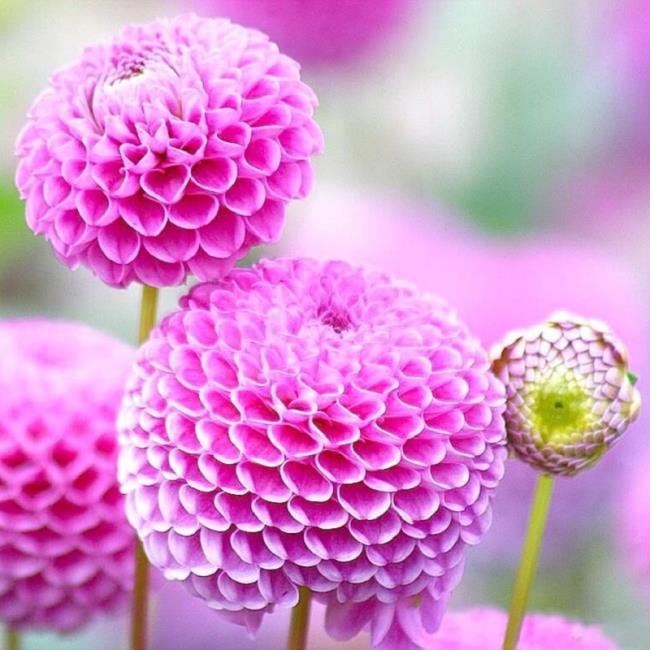 Schöne lila Dahlienbilder