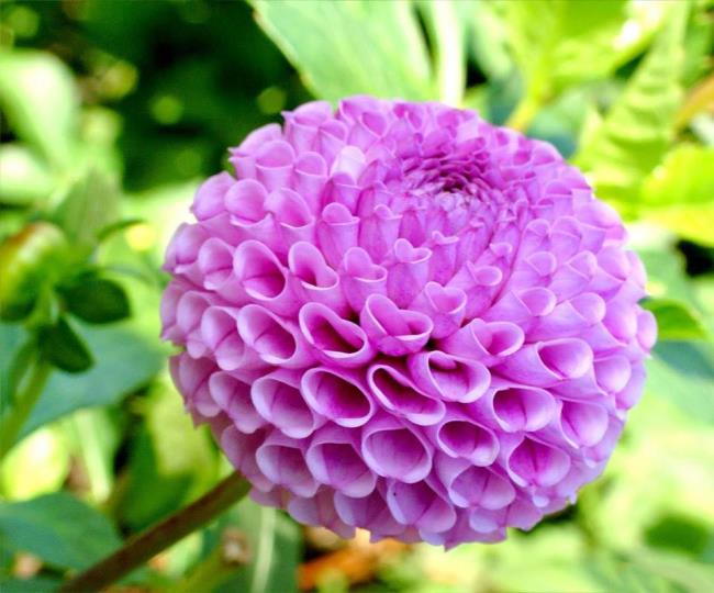 Gambar dahlia ungu yang cantik