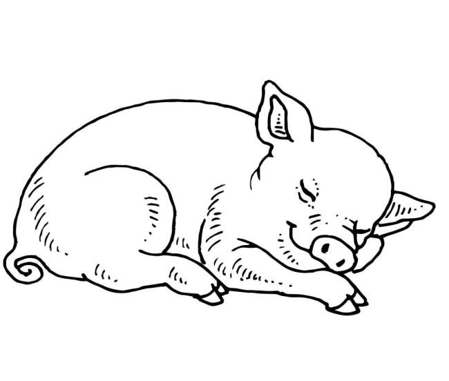 Collection of the most beautiful pig coloring pictures