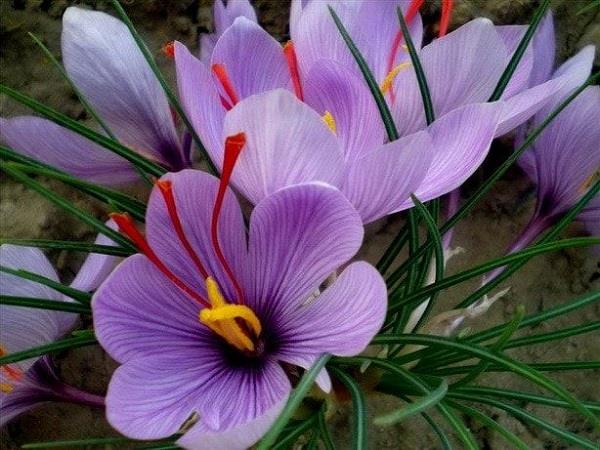 सबसे सुंदर केसर के फूलों की छवियों का संयोजन