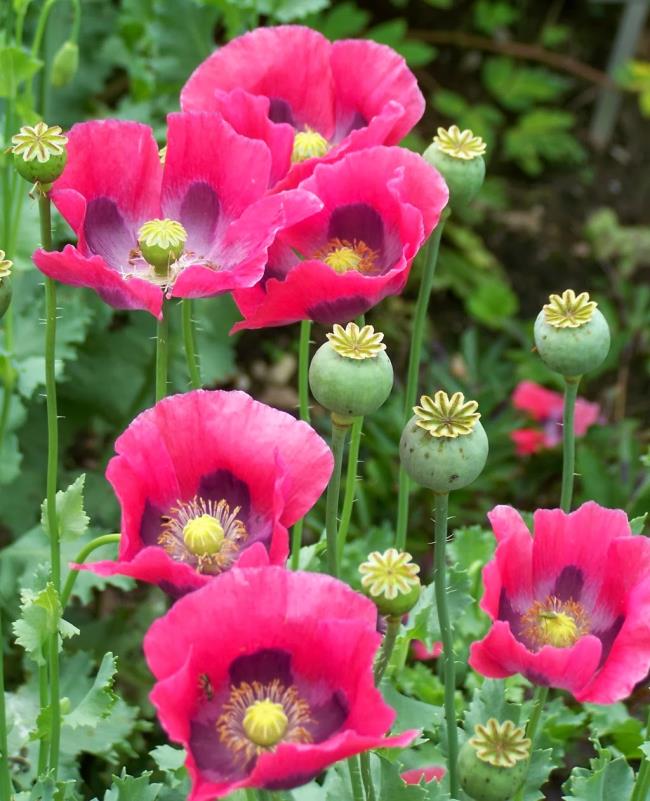 Makna puisi tentang bunga poppy