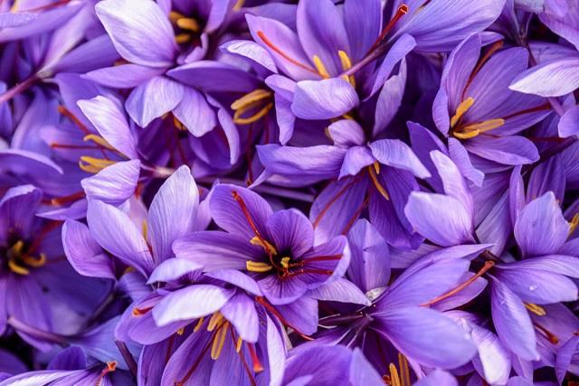 Łącząc zdjęcia najpiękniejszych kwiatów szafranu