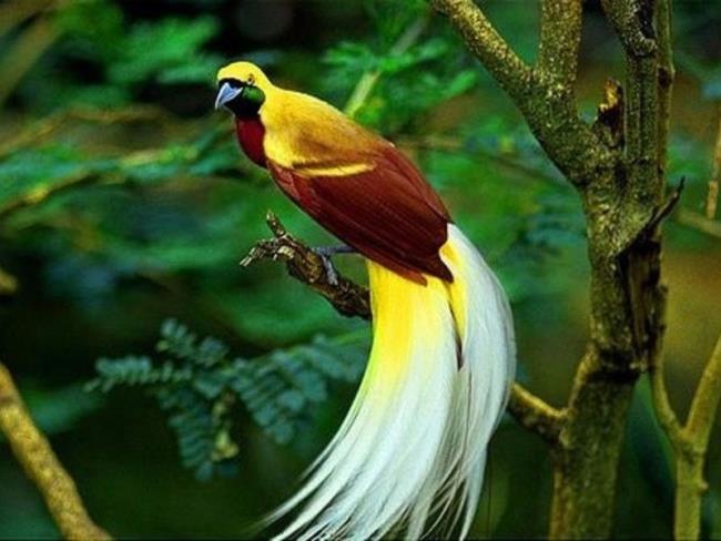 Samenvatting van de mooiste paradijsvogels