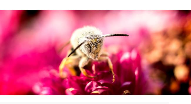 Sammeln von Bildern von schönen Bienen