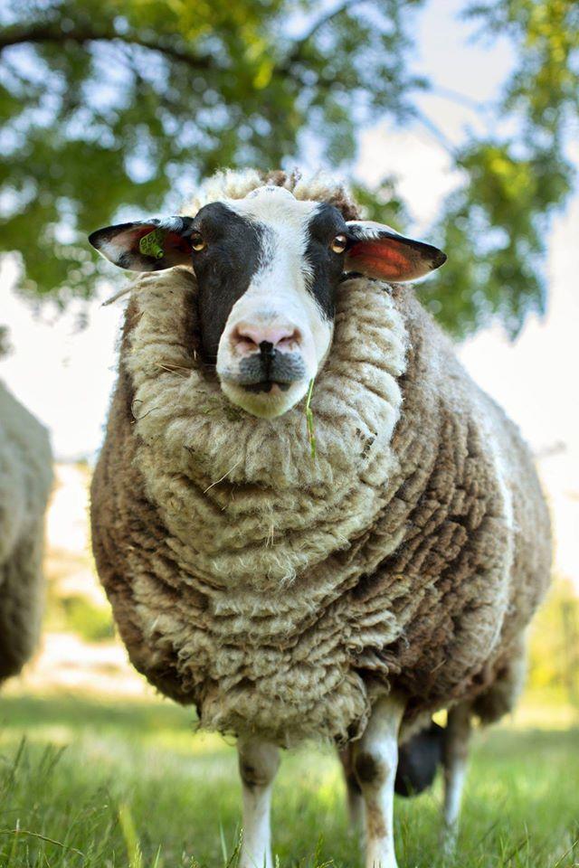 Síntesis de las ovejas más bellas.