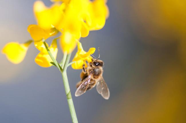 Collection d'images de belles abeilles