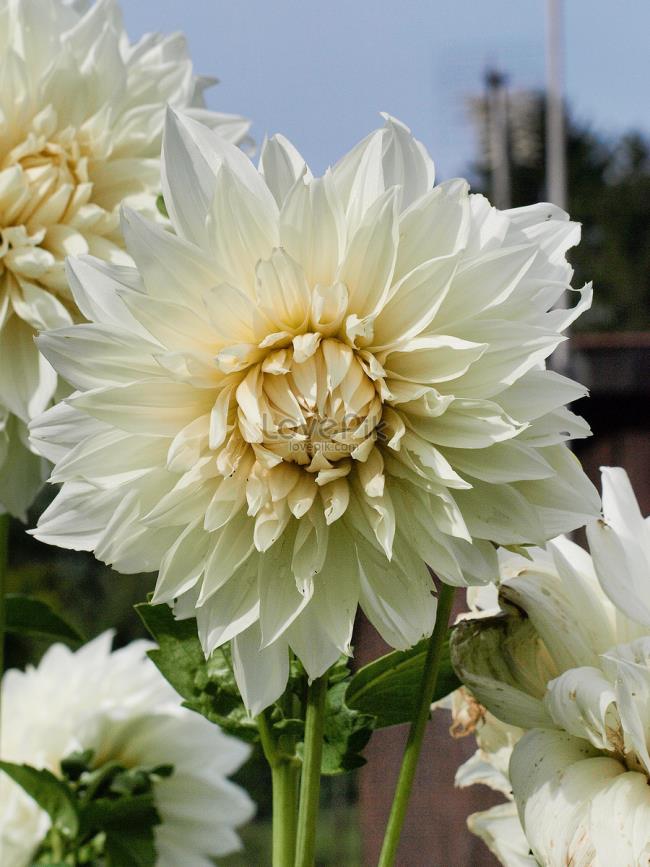 美しい白いダリアの花の写真