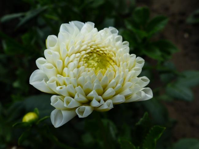Красивая белая картина цветок георгин