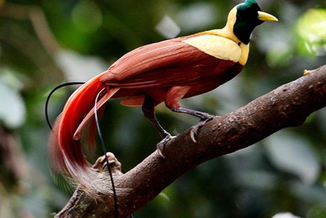 خلاصه ای از زیباترین پرندگان بهشت
