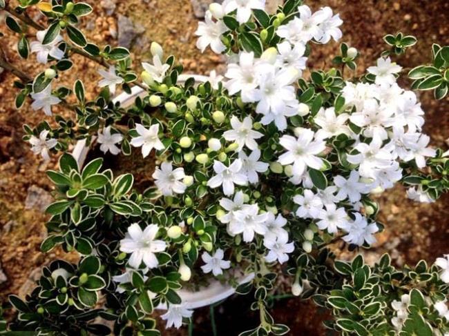 सिंथेसिस सुंदर बर्फ सफेद खूबानी फूल सबसे सुंदर