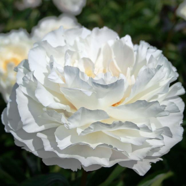 Gambar bunga dahlia putih yang indah