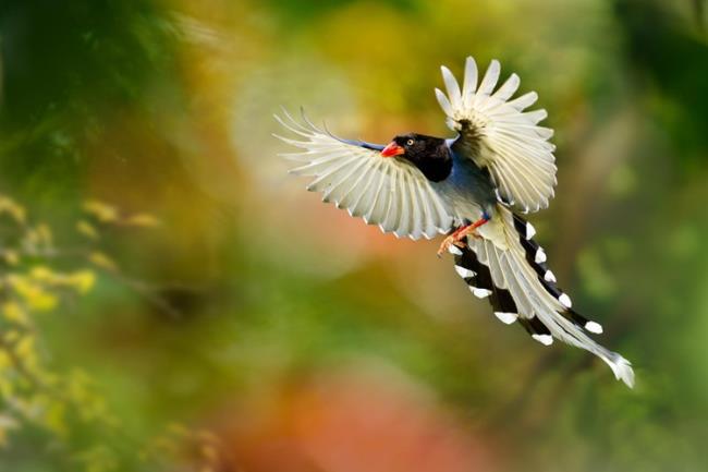 स्वर्ग के सबसे खूबसूरत पक्षियों का सारांश