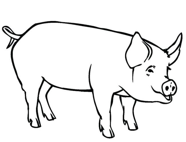 Collection of the most beautiful pig coloring pictures