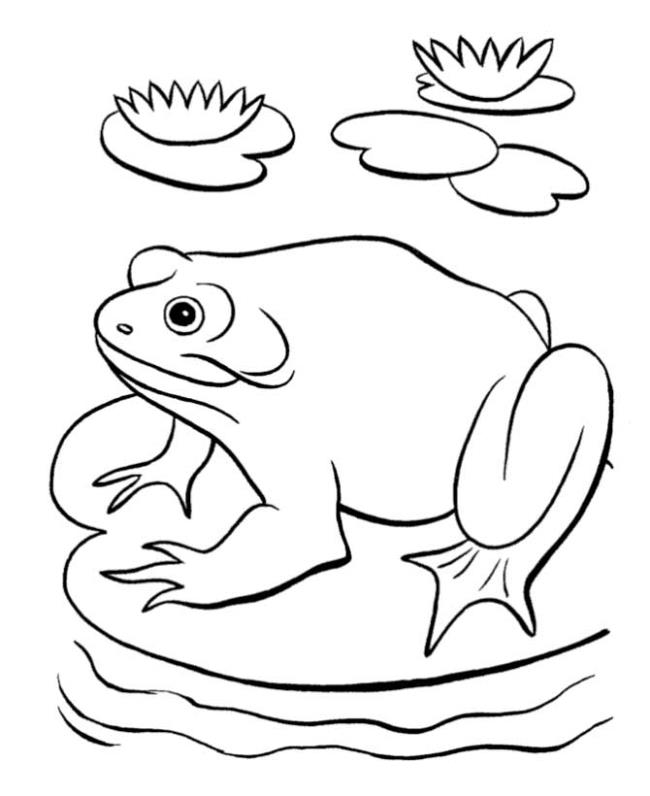 Collection of the most beautiful frog coloring for your baby
