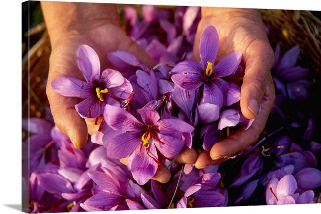 Combining images of the most beautiful saffron flowers