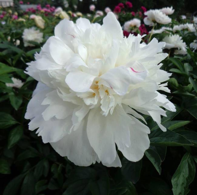 Beautiful white dahlia flower picture