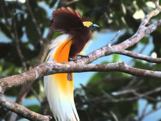 Zusammenfassung der schönsten Paradiesvögel