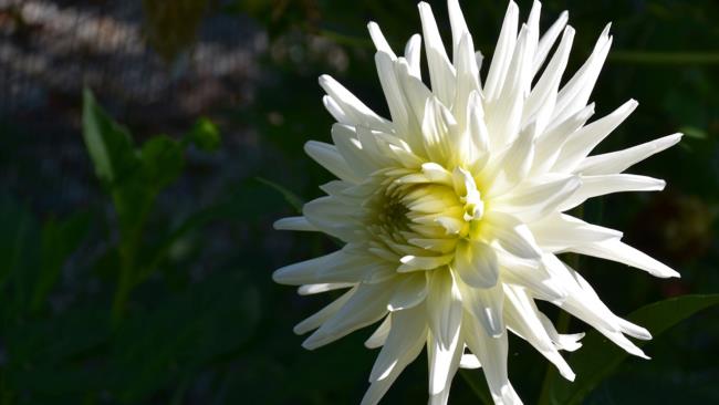 美しい白いダリアの花の写真