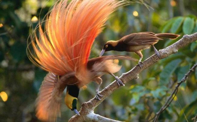 خلاصه ای از زیباترین پرندگان بهشت