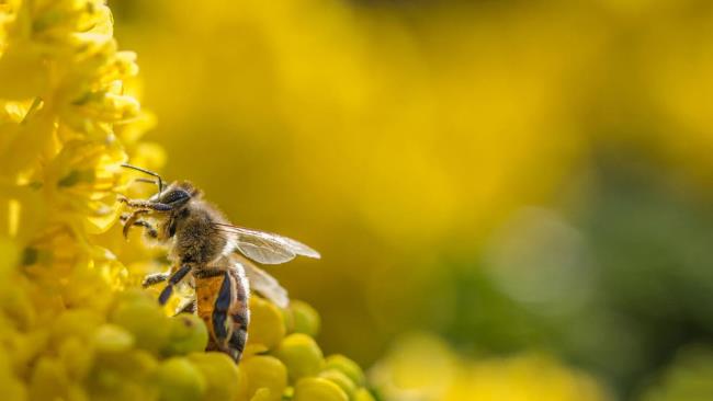 Collection d'images de belles abeilles
