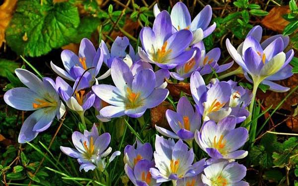 يجمع صور أجمل زهور الزعفران