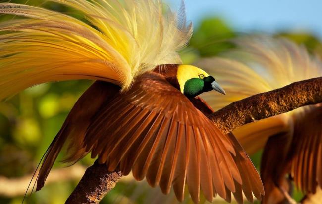 Краткий обзор самых красивых райских птиц