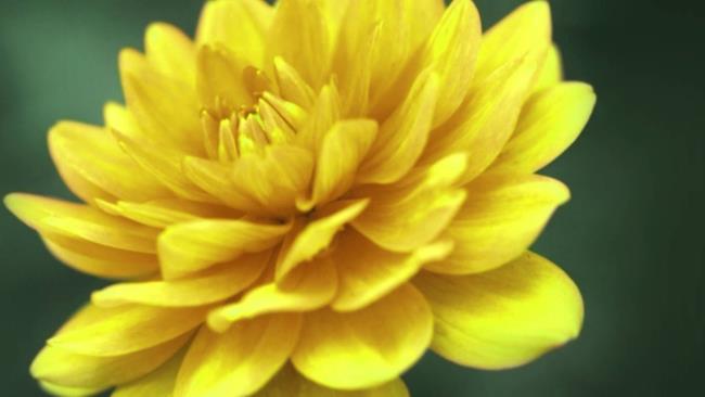 Bunga dahlia kuning yang indah