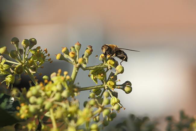 Mengumpulkan gambar lebah yang indah