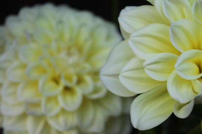 Belles fleurs de dahlia jaune