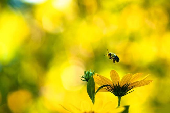 Mengumpulkan gambar lebah cantik