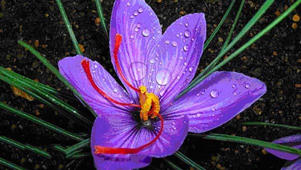가장 아름다운 사프란 꽃의 이미지를 결합