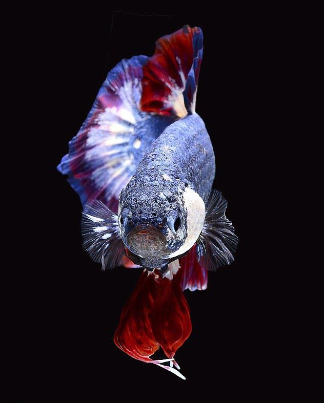 Картина с изображением лучших боевых рыб