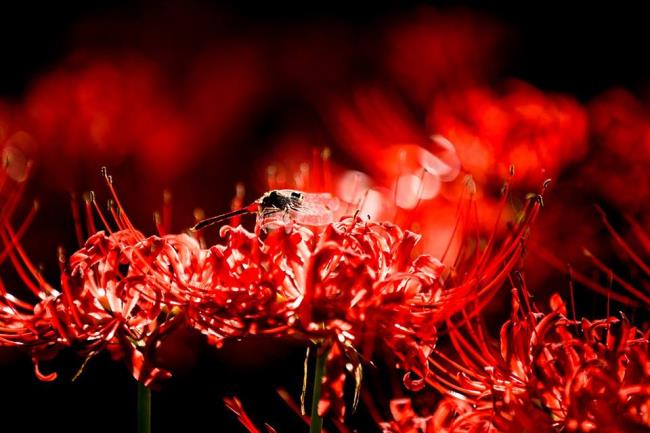 सबसे सुंदर लाल धनिया फूलों का संग्रह