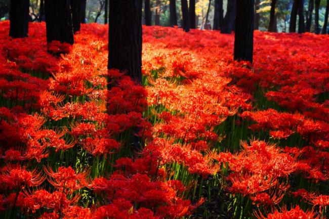 مجموعة من أجمل زهور الكزبرة الحمراء