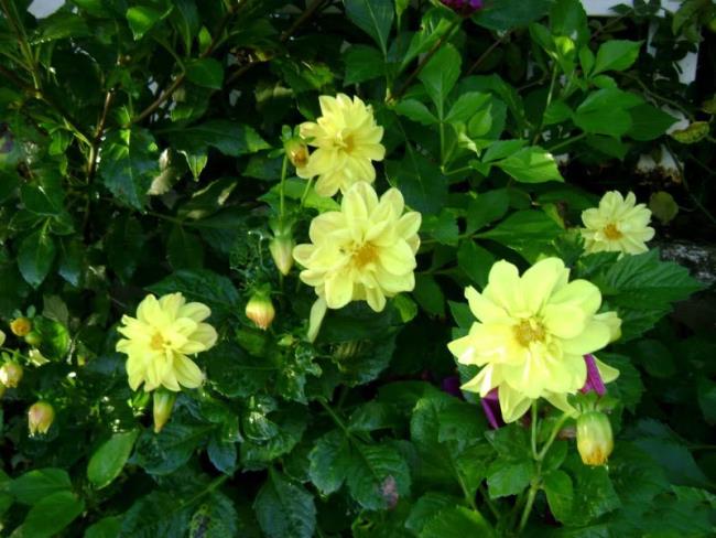 Красивые желтые цветы георгина