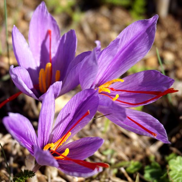 يجمع صور أجمل زهور الزعفران
