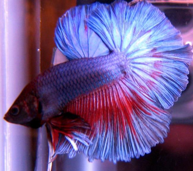 Picture of the best fighting fish image