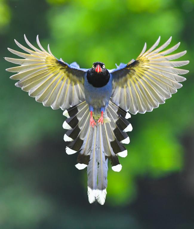 स्वर्ग के सबसे खूबसूरत पक्षियों का सारांश