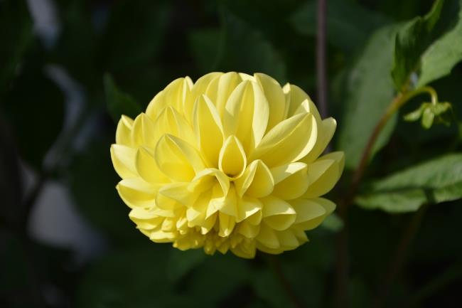 美しい黄色のダリアの花
