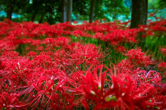 Коллекция самых красивых красных цветов кориандра