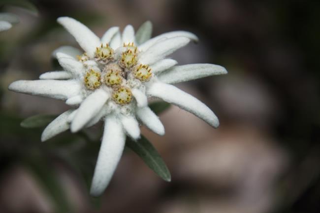 مجموعة من أجمل زهور الثلج المخملية