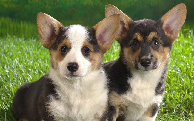 Collection of the most beautiful Corgi dogs