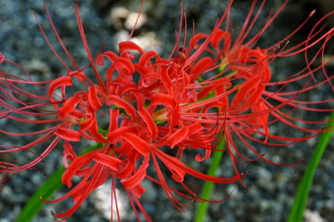 Collection des plus belles fleurs de coriandre rouge