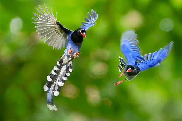 Résumé des plus beaux oiseaux de paradis
