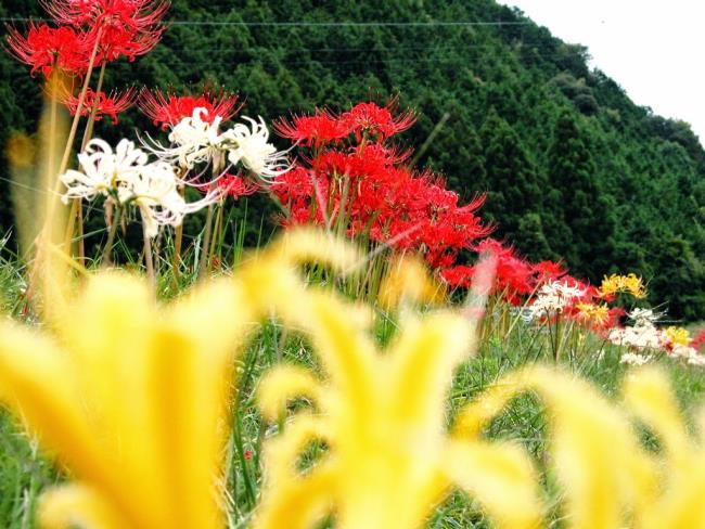 最も美しい赤いコリアンダーの花のコレクション