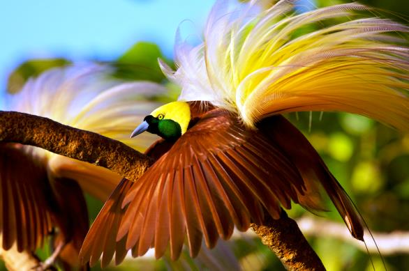 Resumo das mais belas aves do paraíso