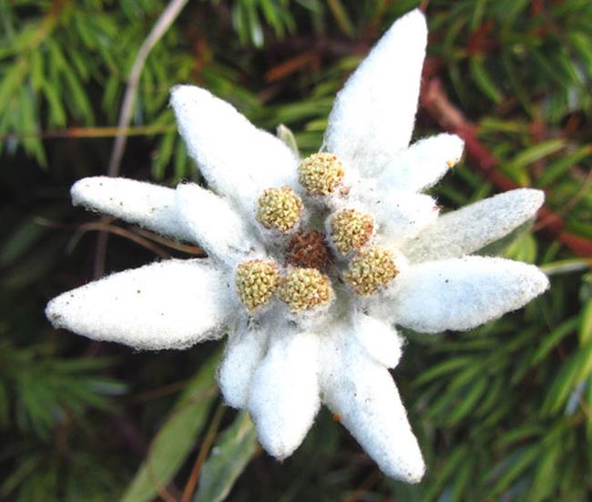 Raccolta dei più bei fiori di velluto di neve