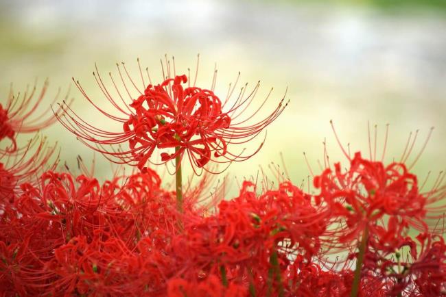 Koleksi bunga ketumbar merah yang paling indah