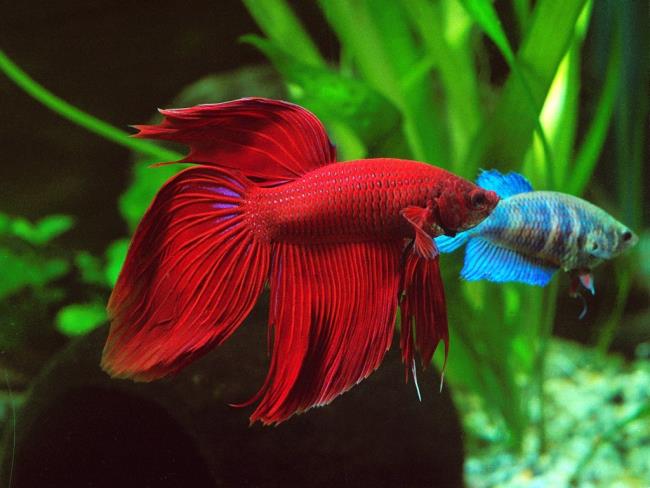 Picture of the best fighting fish image