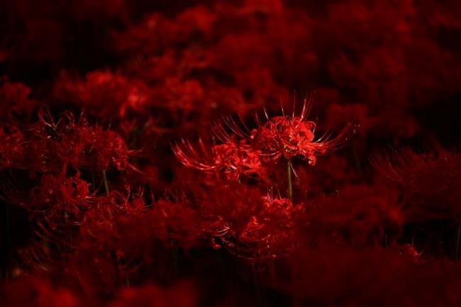 Collection des plus belles fleurs de coriandre rouge
